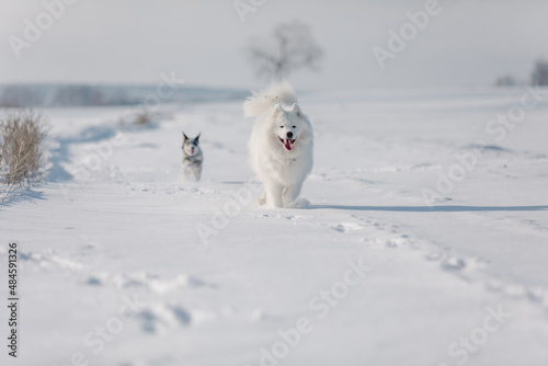 Two dogs playing in the snow. Samoyed dog. Australian cattle dog. Domestic pets in winter meadow. Nort © OlgaOvcharenko