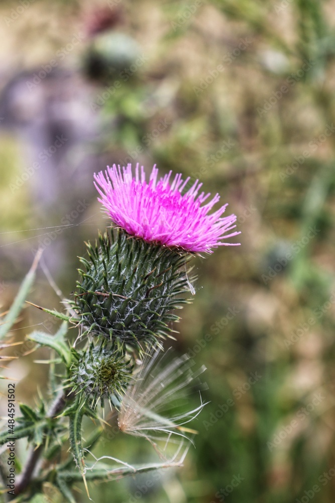 Milk Thistle Flowerhead, Flowers Photography Milk Thistle Flowerhead, Flowers Photography