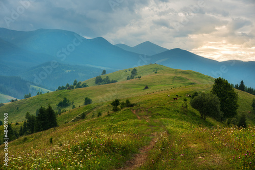 Fototapeta Naklejka Na Ścianę i Meble -  A meadow with wild flowers overlooking the green mountains in the background. summer sunny day in the mountains.