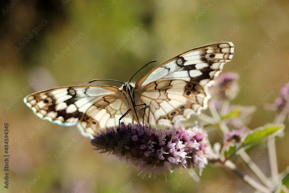 Large tree nymph butterfly on a flower Large tree nymph butterfly on a flower