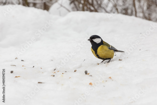 great tit sitting in snow. Bird in the forest in winter.