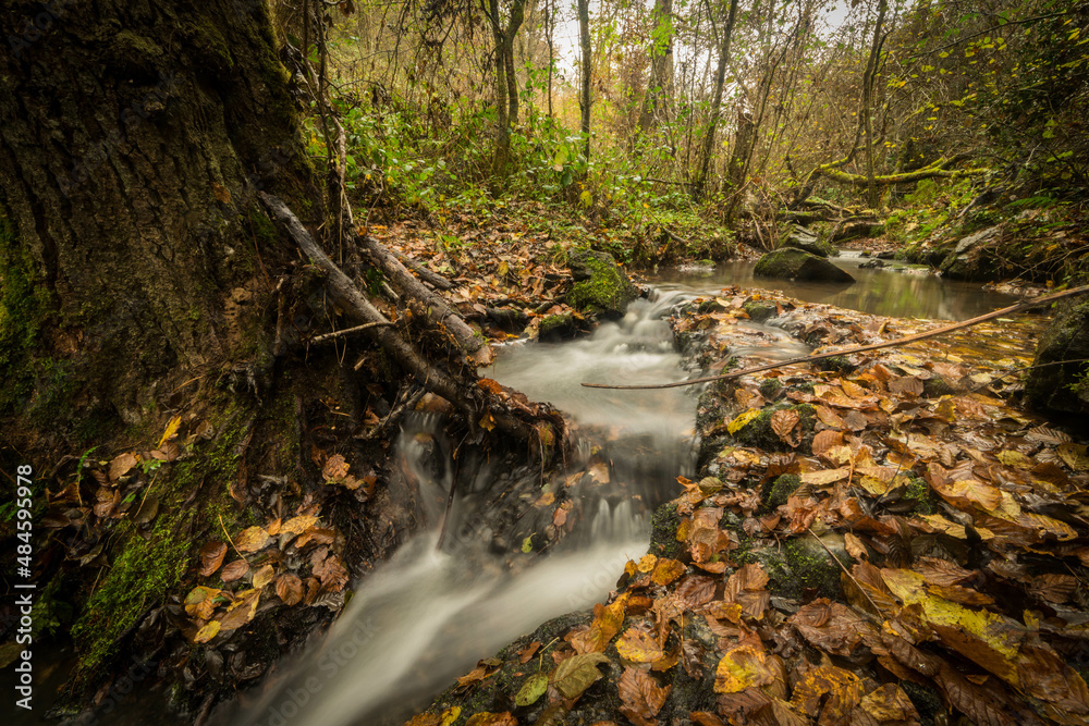Rivière, pose longue, forêt 