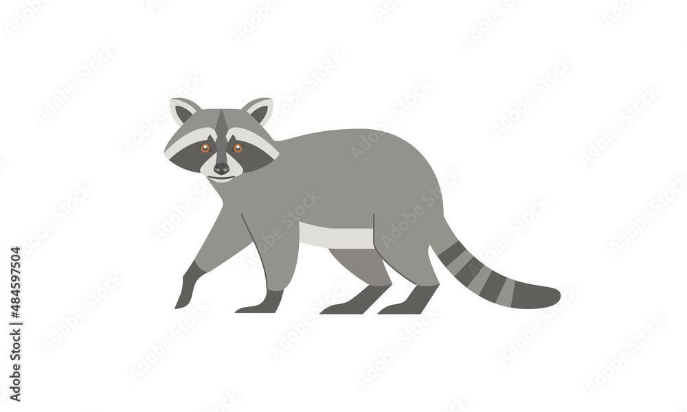 North American native animal Raccoon (Procyon lotor) side angle view, flat style vector illustration isolated on white background