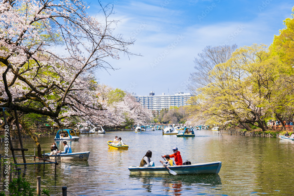 Fototapeta premium 吉祥寺 桜満開の井の頭公園