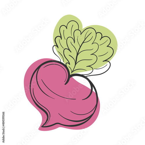 Vector beetroot line and abstract spot on white isolated background
