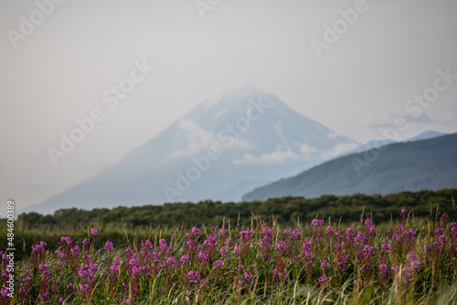 Flowers in the valley of the Gorely volcano photo