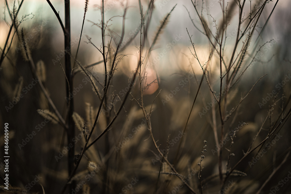 sunset macro sunset macro