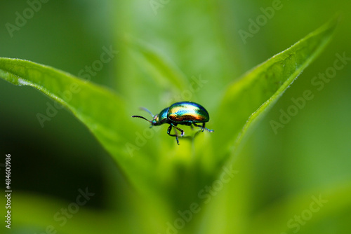 rainbow bug