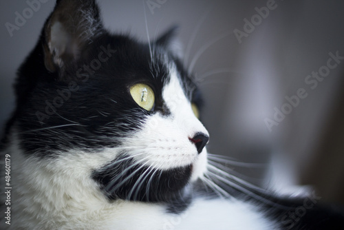 Immunodeficient black and white cat portrait photo