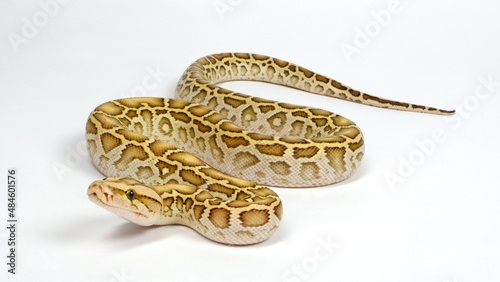 Fotografie Burmese python, Indian rock python // Dunkler Tigerpython (Python bivittatus) -