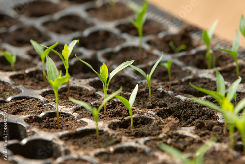 photo of seedlings in plastic containers. The theme of gardening and seasonal planting