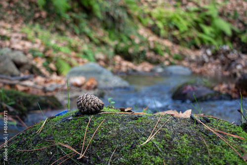 Cone in the woods, Pinecone on moss. Bumps, moss, and needles coniferous wood in the forest, Pine Cones on the ground, and grass.