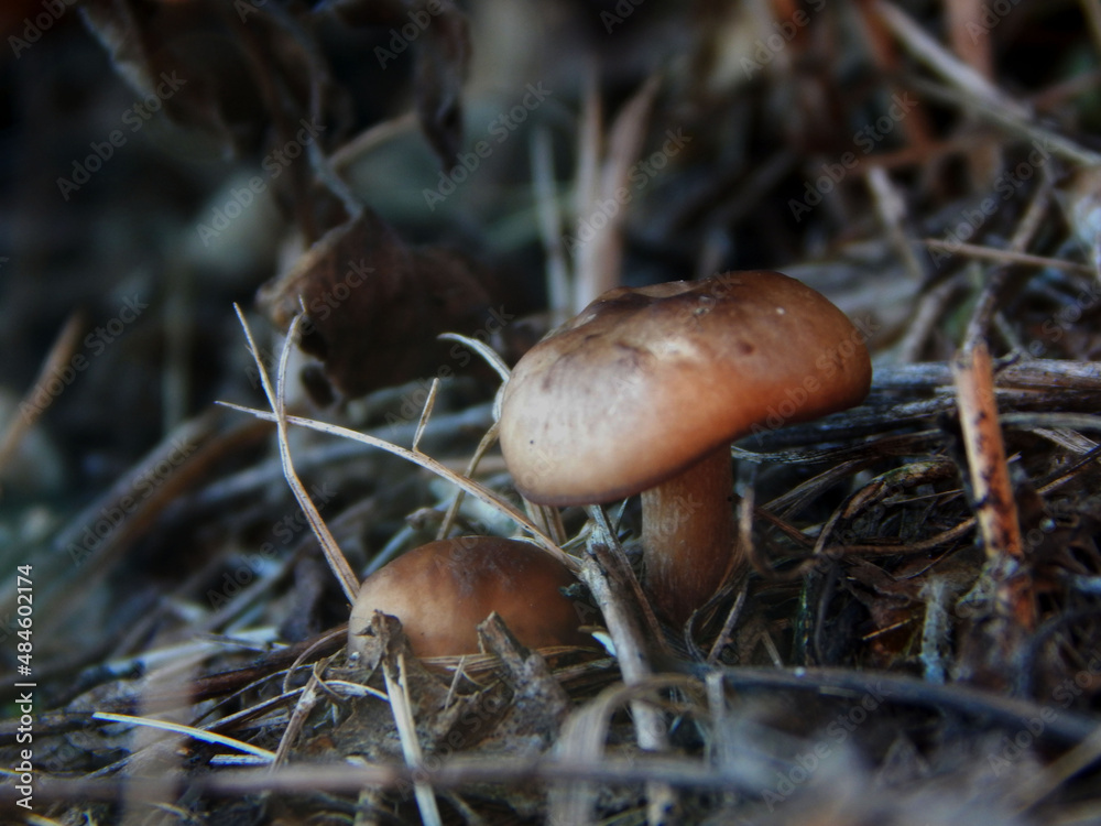 two small mushrooms in the grass two small mushrooms in the grass