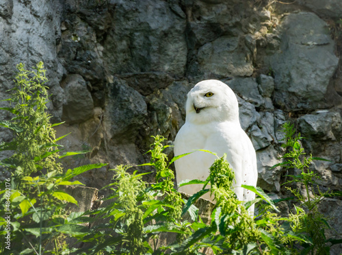 Photography Snowy owl (Bubo scandiacus, Nyctea scandiaca) male in Moscow zoo