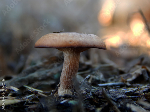 little mushroom buttercup