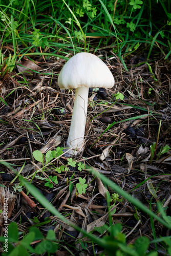A mushroom in a meadow in Recco. Liguria, Italy