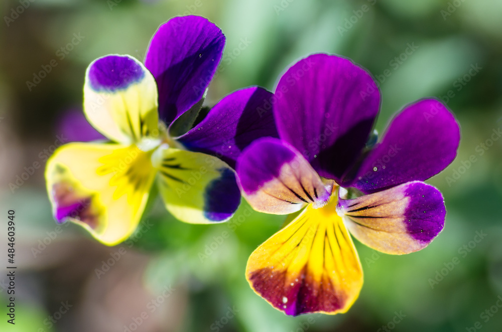 flower in garden flower in garden