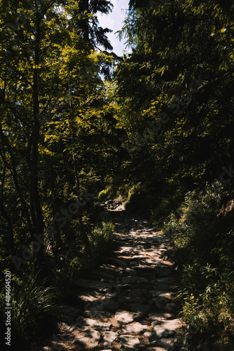 sun rays in the forest