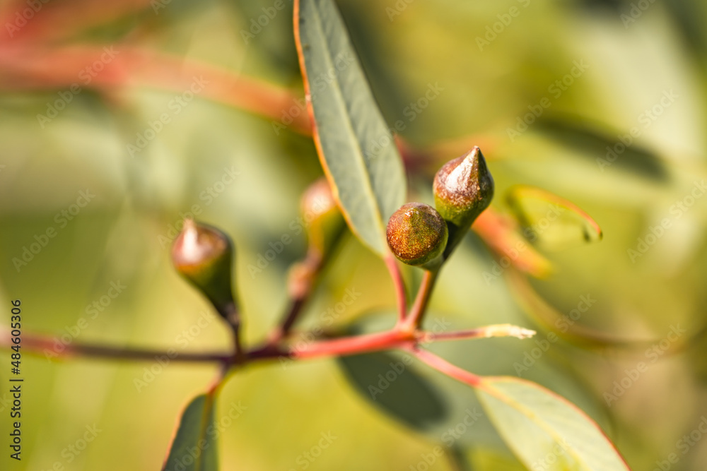 Buds of Eucalyptus Preissiana (Bell fruited mallee). Eucalyptus Preissiana before flowering. Selective focus. 