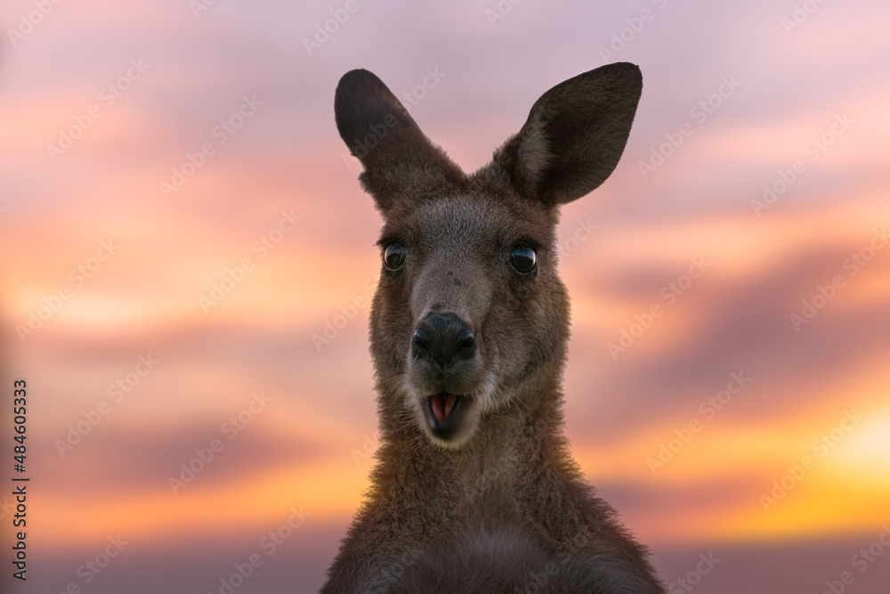 Fototapeta premium Australian kangaroo against a vivid sunset light