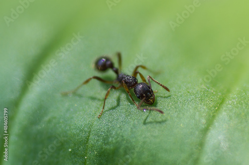 ant on leaf © Pavel