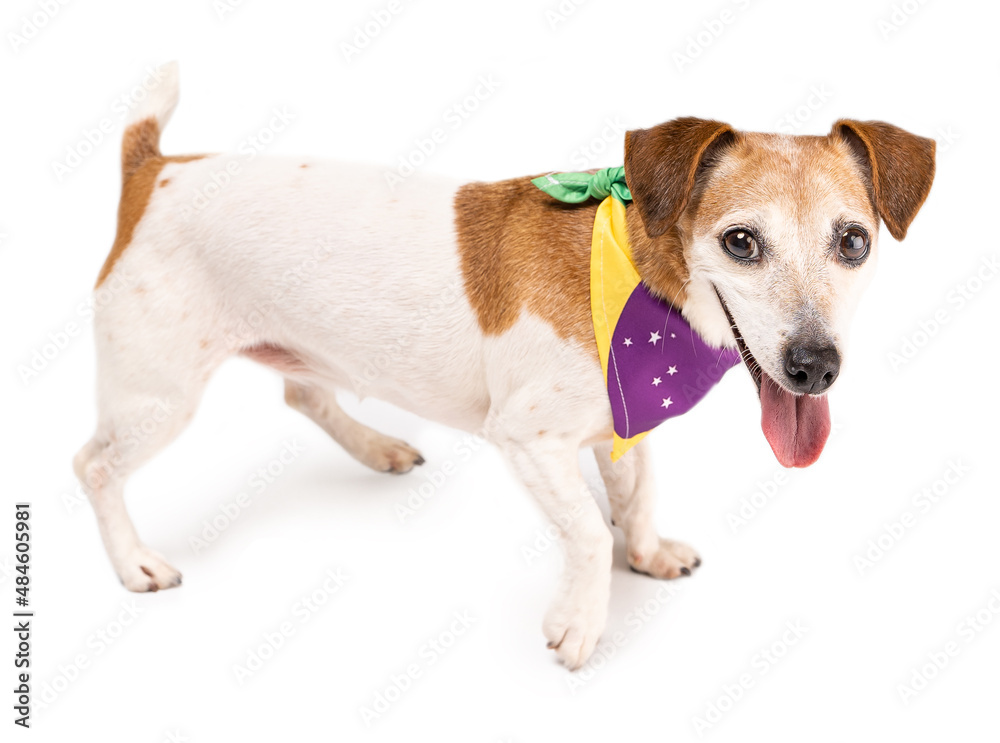 Dog side view profile walking by full height with accessory on neck Brazilian flag colors and symbols. Cute small dog looking at camera and smile. Happy positive vibe moment