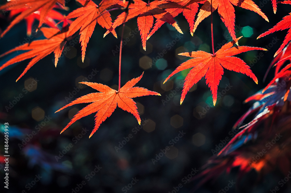 가을 단풍