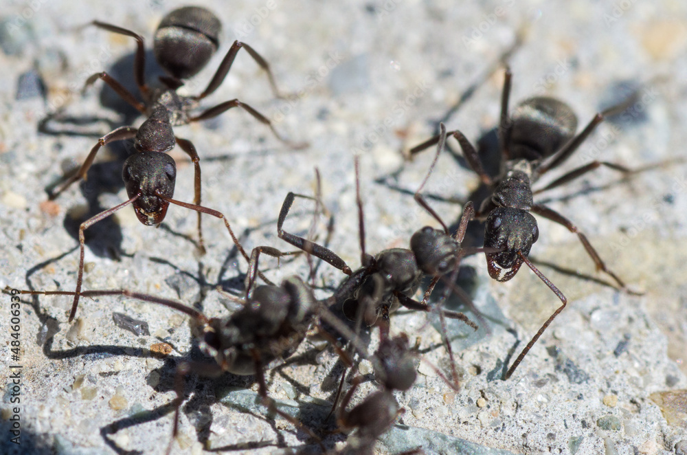 ants on the ground ants on the ground