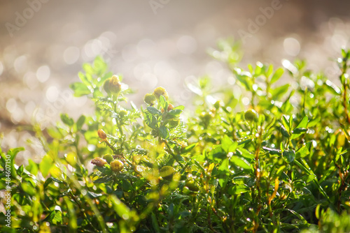 Fototapeta Naklejka Na Ścianę i Meble -  Wet green summer grass in bright sunshine. 