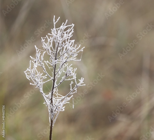 Foto Gros plan sur une herbe enveloppée de gelée blanche et de toile d'arraignée gelé