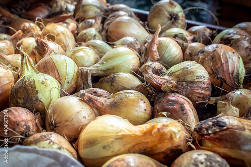 Photo of fresh onions to dry. Many onion bulbs. Bow background. Ripe onions. Onion bulds on the market, selective focus photo