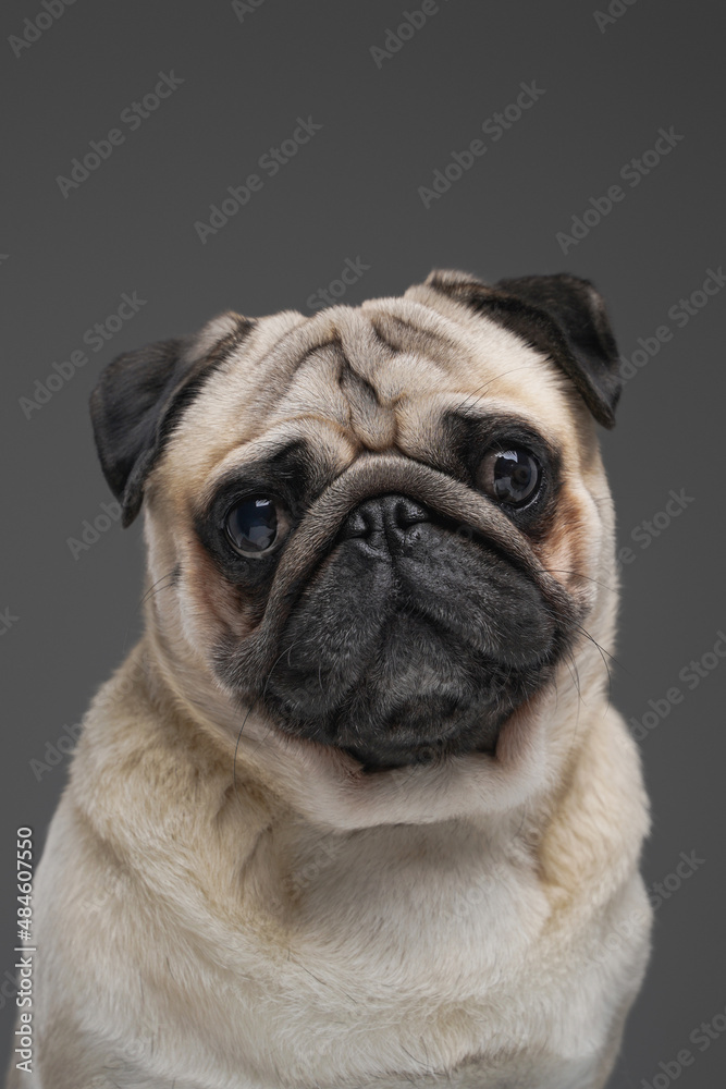 Cute pug dog with beige fur isolated on gray background