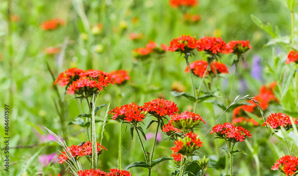 Red Lychnis flowers in a summer garden. Ornamental plants. Red Lychnis flowers in a summer garden. Ornamental plants.