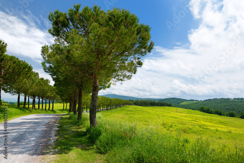 Driveway to the Italian manor house between fields of Toscana. Pine tree alley along paved road near Montepulciano, Tuscany, Italy.