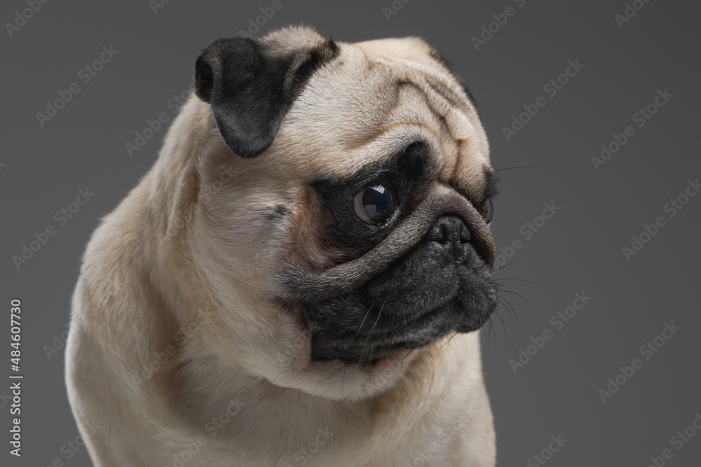 Domestic purebred pug doggy posing against gray background