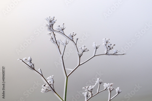 Foto Gros plan de la neige gelée sur une face d'une branche d'arbre en hiver sur boke