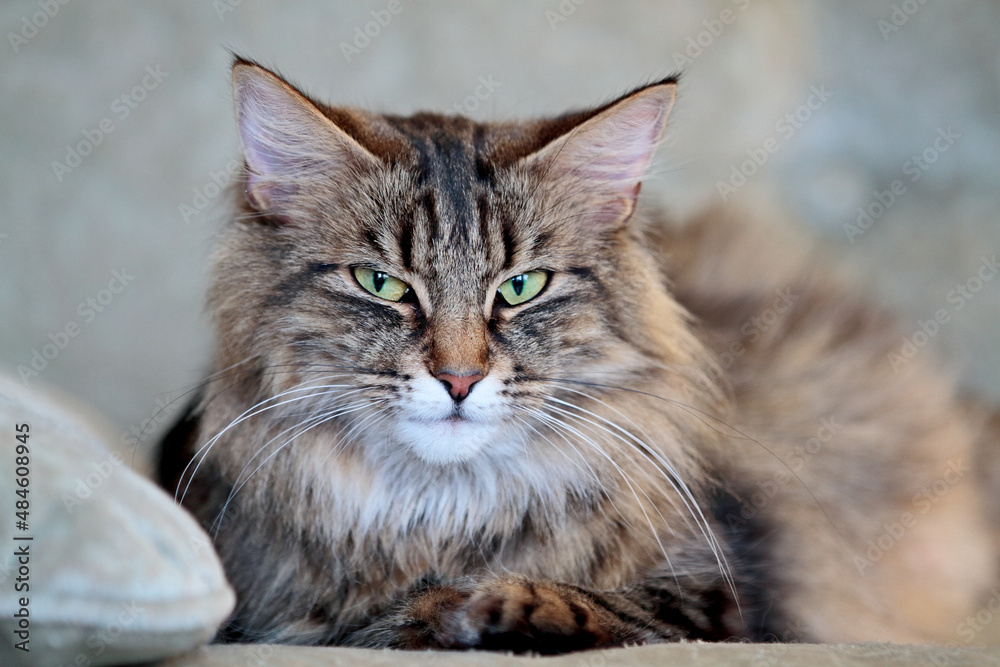A norwegian forest cat with green eyes