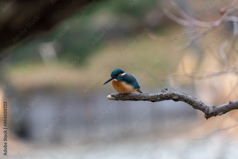 Obraz premium yellow billed kingfisher