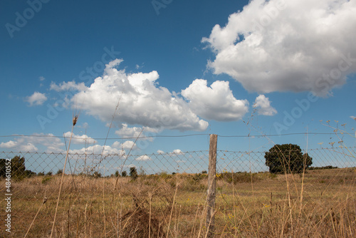 Paesaggio con campo di grano in campagna ,d'estate, recintato, con belle nuvole cielo limpido photo