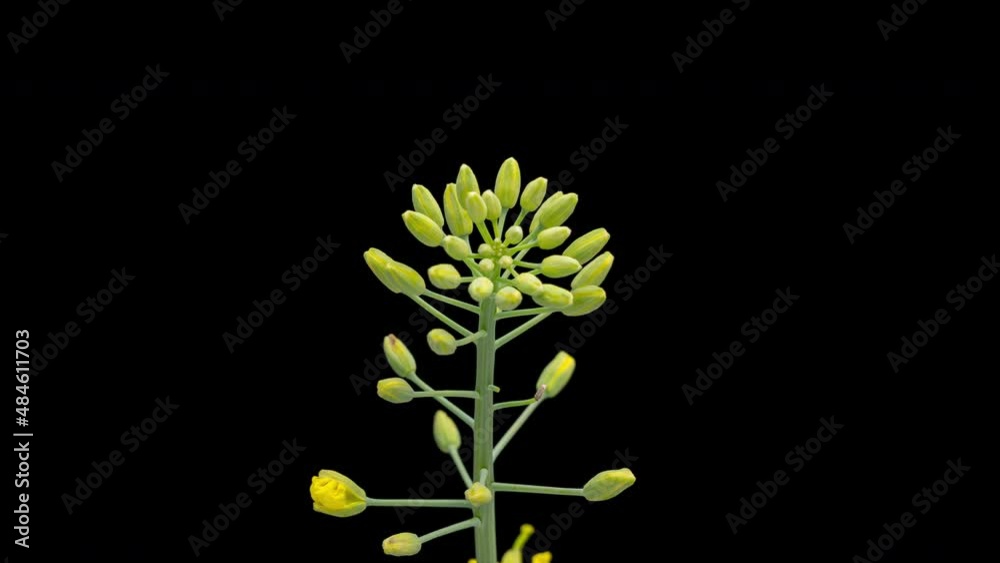 4K Time Lapse of beautiful Rapeseed flowers isolated on black background. Time-lapse of flowering bright yellow Canola.