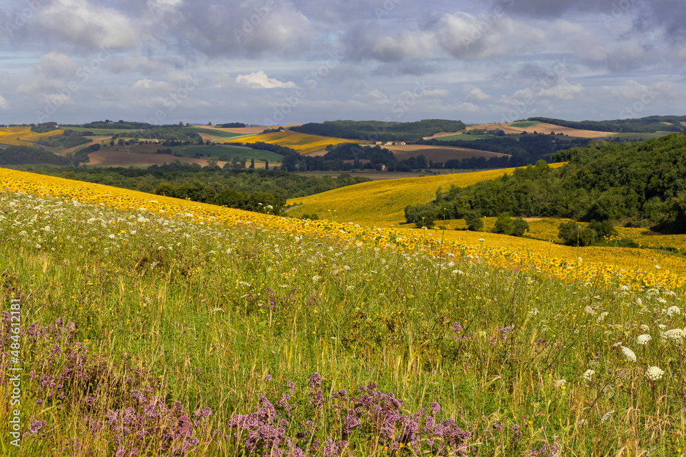 paysage d'un champ fleuri de tournesol jaunes de fleurs roses et bleues sur des collines cultivées par un beau ciel orageux d'été