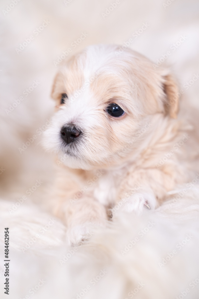 4 Week Old Puppy