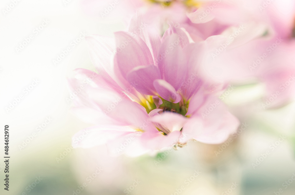 A beautiful pink flower background with shallow depth of field. Abstract elegant floral background with lens blur effect. A beautiful pink flower background with shallow depth of field. Abstract elegant floral background with lens blur effect.