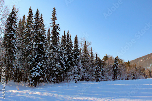 Winter snowy forest in mountains with blue sky