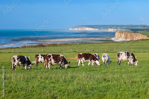 Troupeau de vaches (boeufs) dans une prairie en bord de mer. Cote d 'Albatre en Seine-maritime