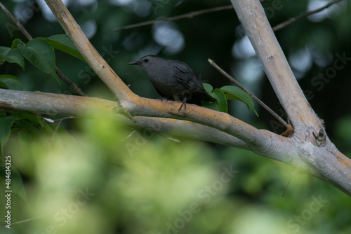 Gray Catbird on a branch over green leaves