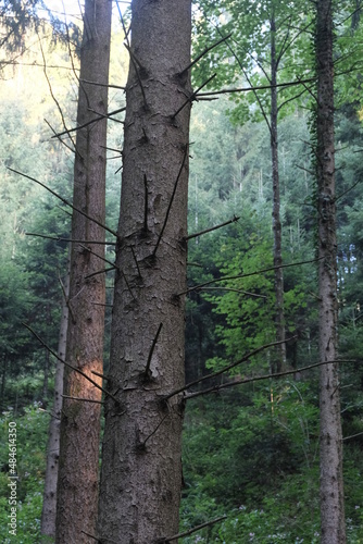 This series explores the natural variety found in the Black Forest.  Vegetation variety  tree stumps  fungus  branch heap  and more  all over different moods and settings.