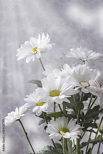 Large flowers of white chamomile Levcantemella on a light background in the sun rays