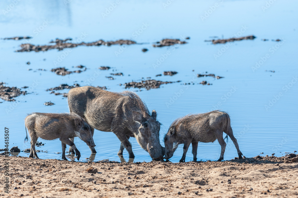 Fototapeta premium Closeup of a group of Common Warthogs - Phacochoerus africanus- near a waterhole of Etosha. Etosha National Park, Namibia.