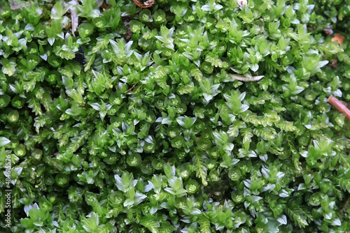 Pellucid four-tooth moss, gametophores and green leaves photo